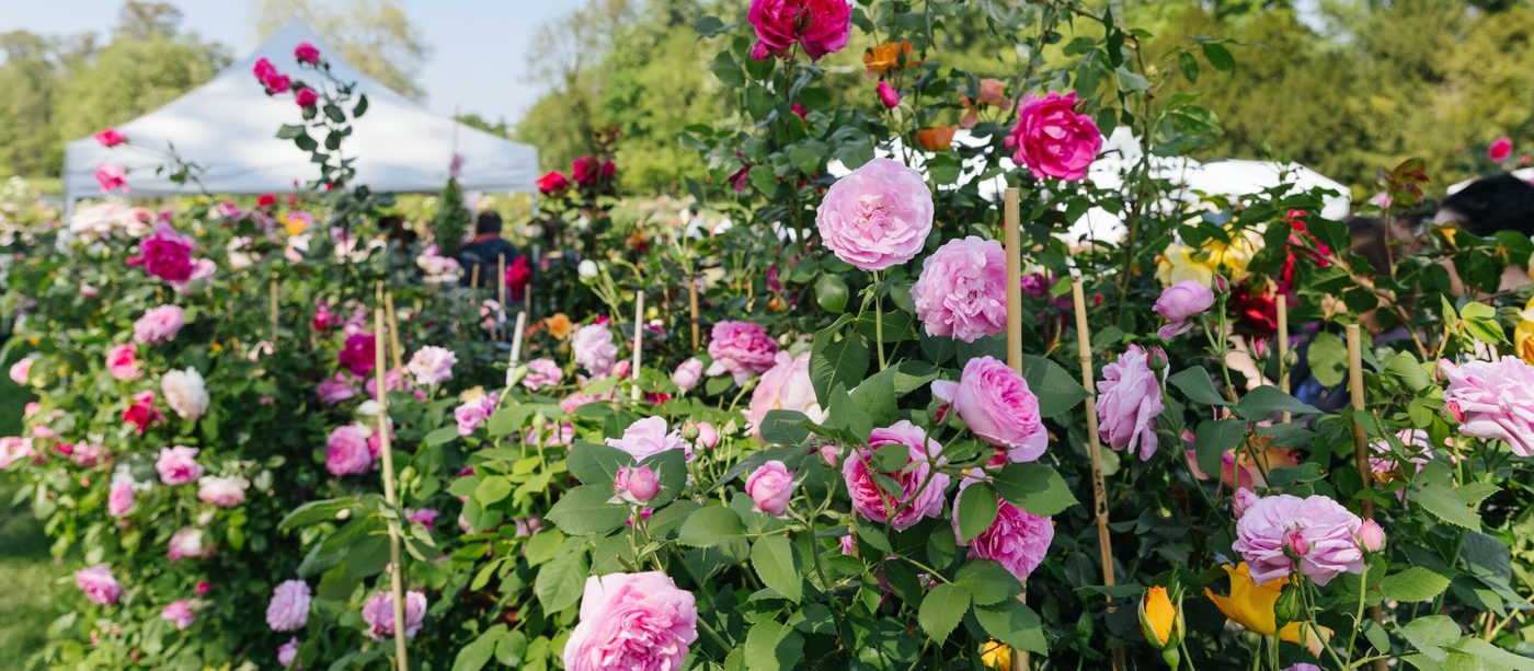 Journées des Plantes de Chantilly (printemps)